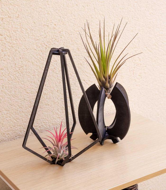 Comprar Planta de aire tillandsia con soporte Suporte de Kapa de madeira