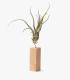 Comprar Planta de aire tillandsia con soporte Latte de bois carrée 10cm