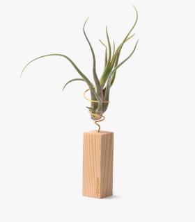 Comprar Planta de aire tillandsia con soporte Ripa de madeira 10cm