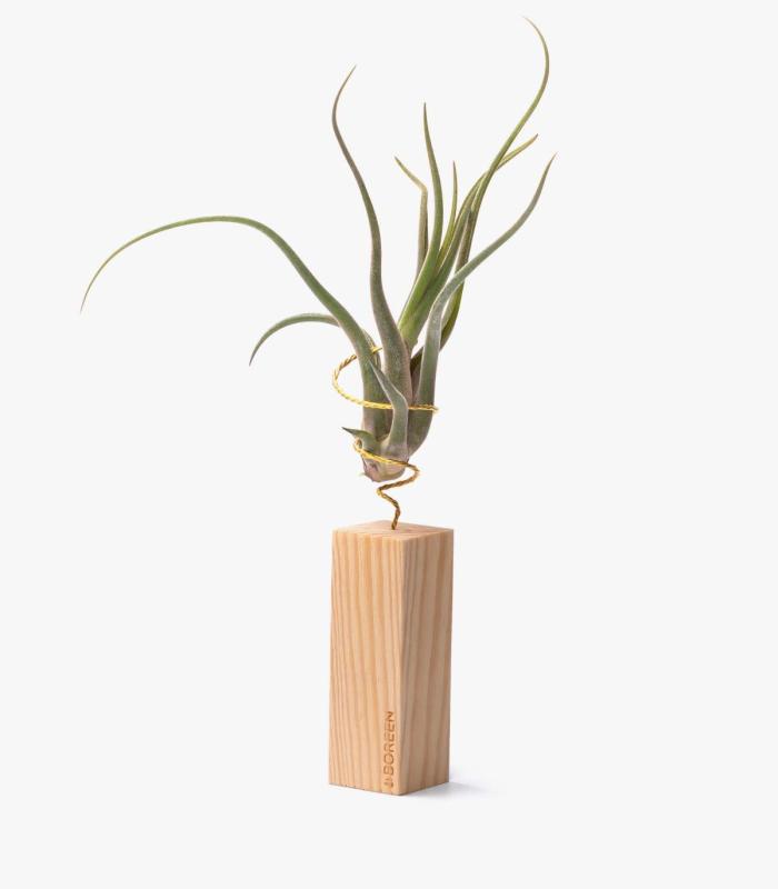 Comprar Planta de aire tillandsia con soporte Wooden strip 10cm