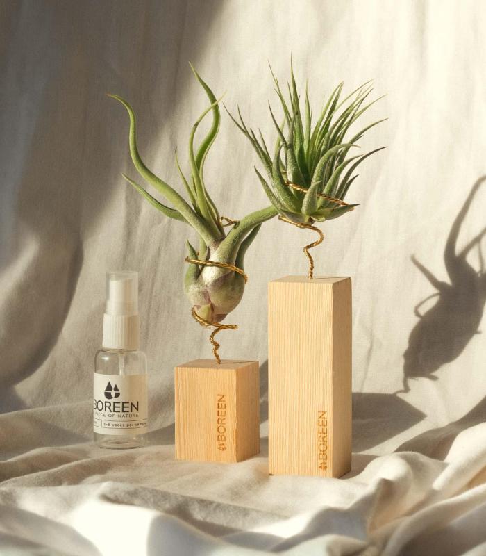 Comprar Planta de aire tillandsia con soporte Holzleiste 10cm