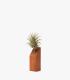 Comprar Planta de aire tillandsia con soporte Ripa de madeira 45º
