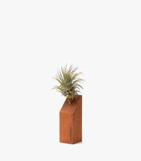 Comprar Planta de aire tillandsia con soporte Listón de madera 45º