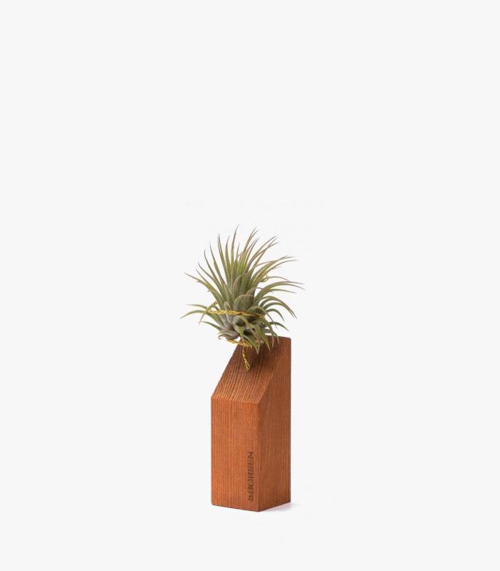 Comprar Planta de aire tillandsia con soporte Listello in legno da 45º