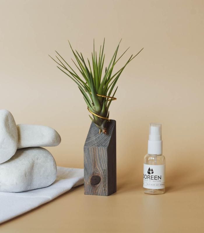 Comprar Planta de aire tillandsia con soporte Listello in legno da 45º