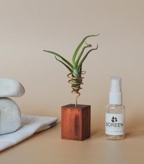 Comprar Planta de aire tillandsia con soporte Latte de bois carrée 5cm