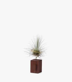 Comprar Planta de aire tillandsia con soporte Listón de madera 5cm