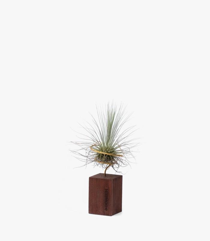 Comprar Planta de aire tillandsia con soporte Listello in legno da 5cm
