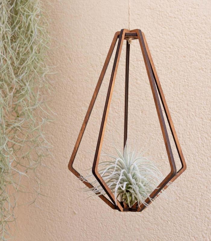 Comprar Planta de aire tillandsia con soporte Colgante Vita de madera