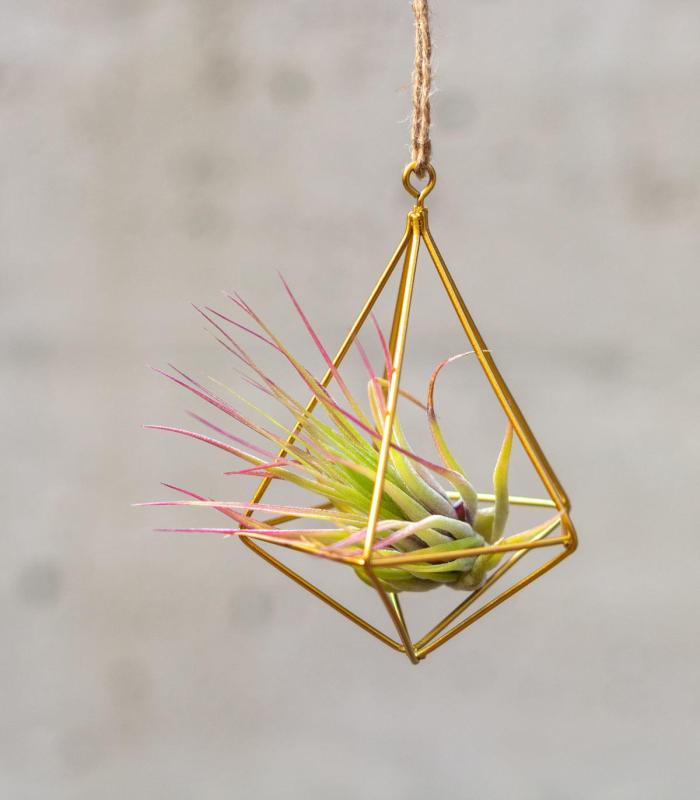 Comprar Planta de aire tillandsia con soporte Minim Struktur Anhänger