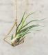Comprar Planta de aire tillandsia con soporte Minim structure pendant
