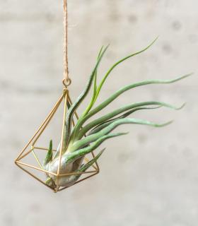 Comprar Planta de aire tillandsia con soporte Ciondolo struttura minim