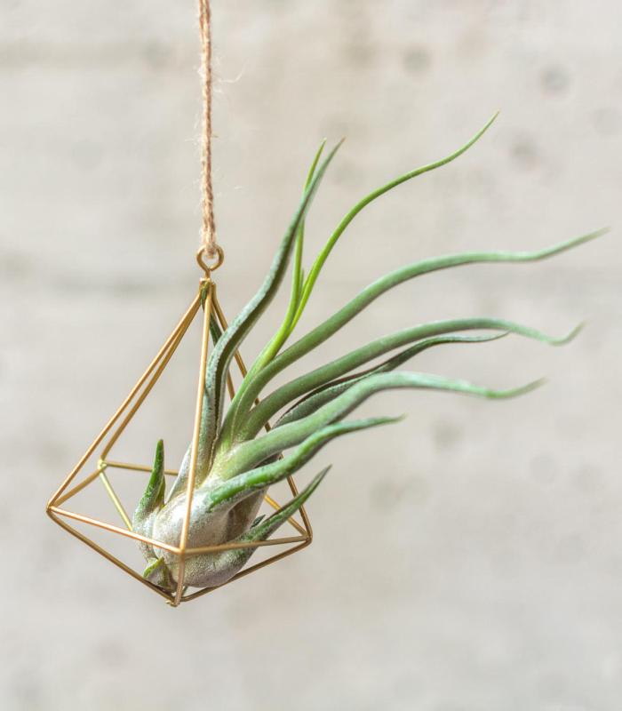 Comprar Planta de aire tillandsia con soporte Ciondolo struttura minim