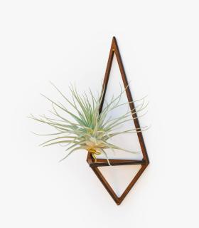 Comprar Planta de aire tillandsia con soporte Pingente de Delta de madeira