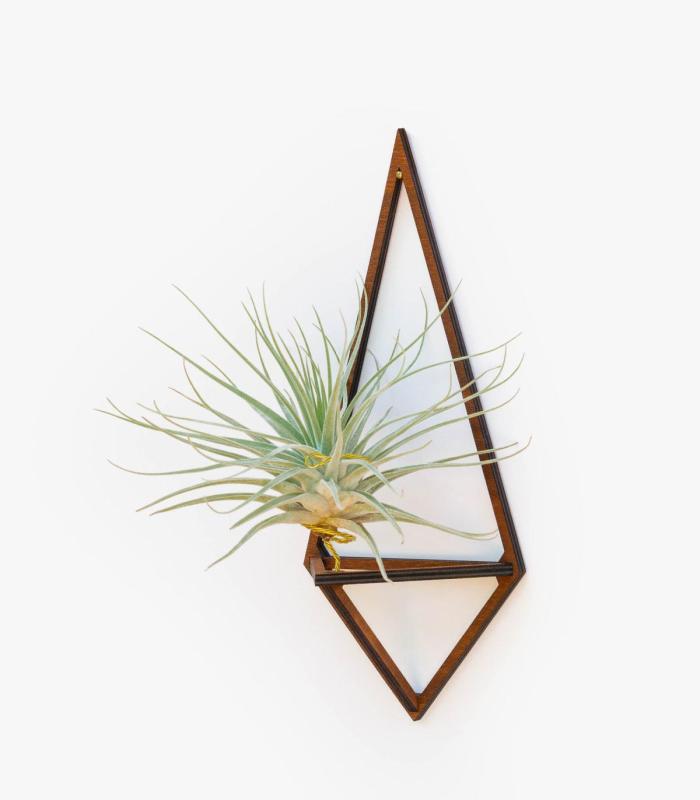 Comprar Planta de aire tillandsia con soporte Pingente de Delta de madeira