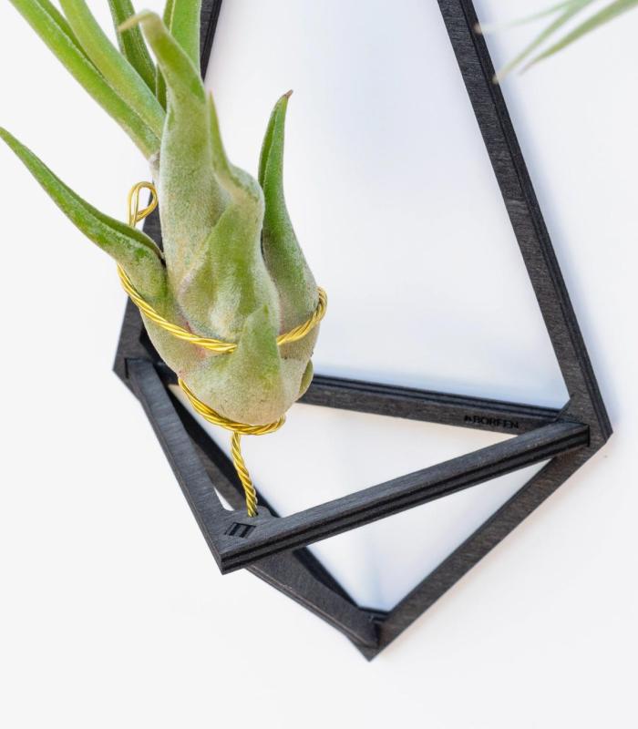 Comprar Planta de aire tillandsia con soporte Colgante Delta de madera