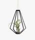 Comprar Planta de aire tillandsia con soporte Vita-Anhänger aus Holz