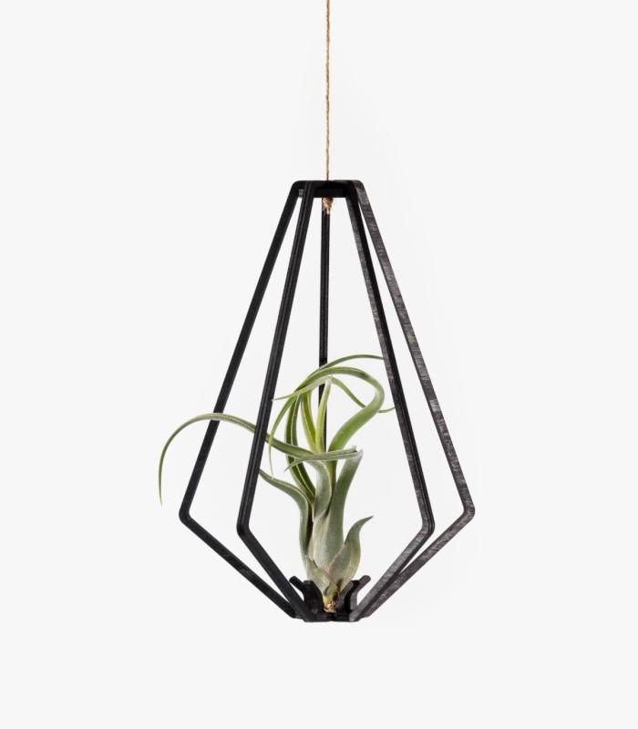 Comprar Planta de aire tillandsia con soporte Colgante Vita de madera