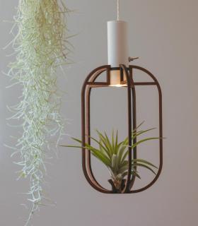 Comprar Planta de aire tillandsia con soporte Phi-Anhänger aus Holz mit Licht