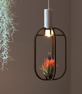 Comprar Planta de aire tillandsia con soporte Pendentif en Phi en bois avec lumière