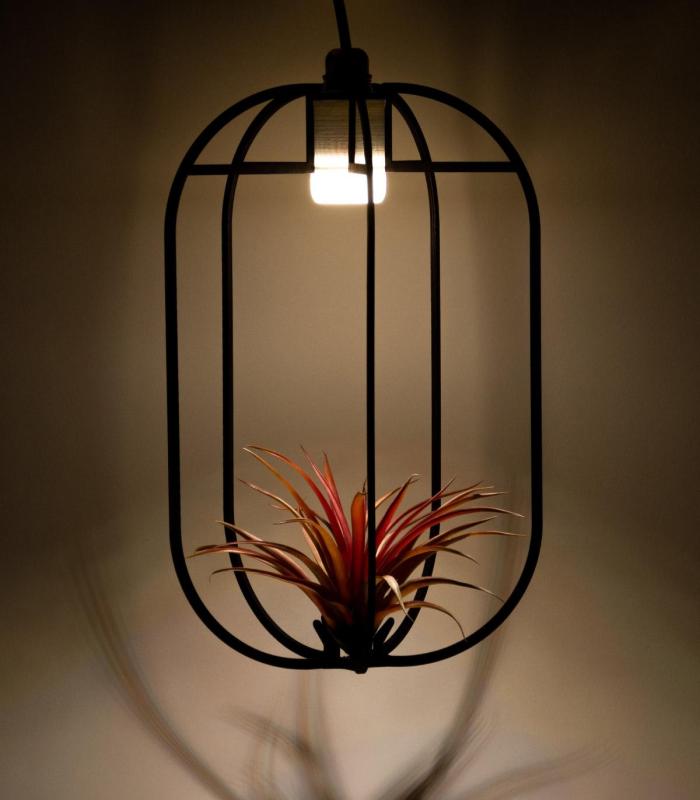 Comprar Planta de aire tillandsia con soporte Pendentif Phi XL en bois avec lumière