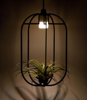 Comprar Planta de aire tillandsia con soporte Pingente de Phi DE MADEIRA XL com luz