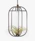 Comprar Planta de aire tillandsia con soporte Colgante Phi XL de madera con luz
