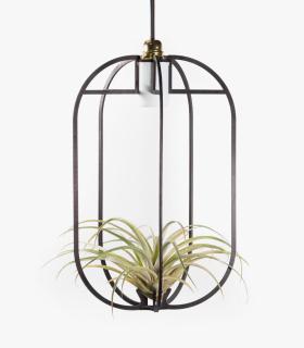 Comprar Planta de aire tillandsia con soporte Sospensione xl in legno PHI con luce