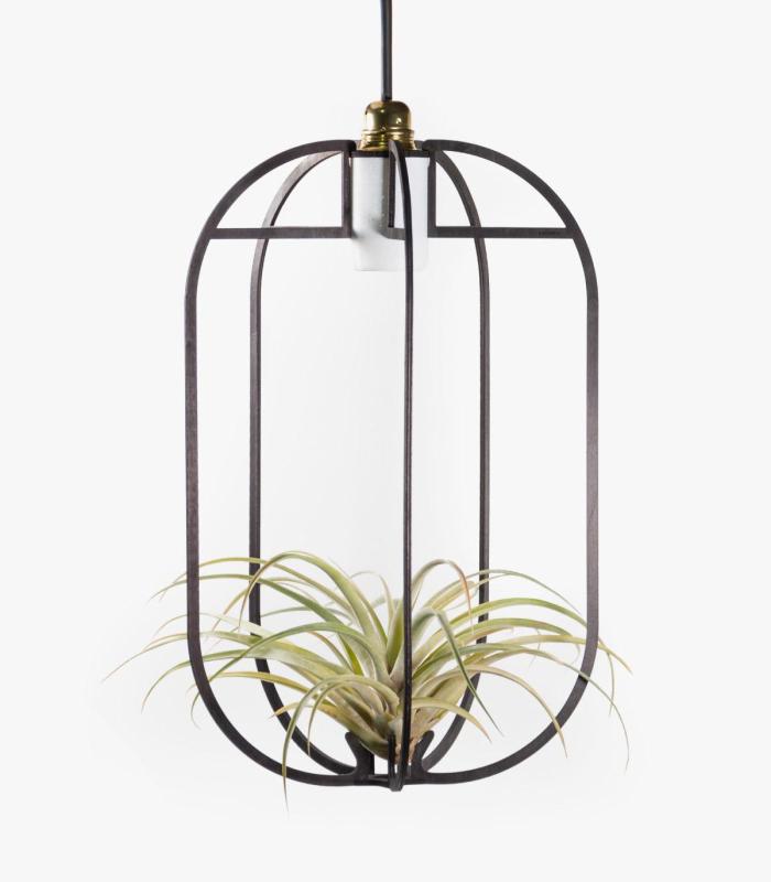 Comprar Planta de aire tillandsia con soporte Pingente de Phi DE MADEIRA XL com luz