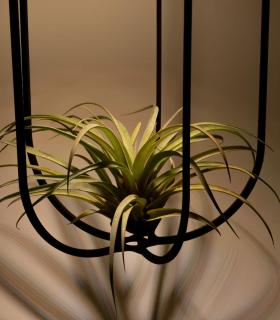 Comprar Planta de aire tillandsia con soporte Wooden Phi XL pendant with light