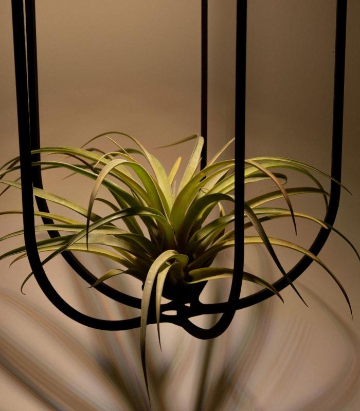 Comprar Planta de aire tillandsia con soporte Sospensione xl in legno PHI con luce
