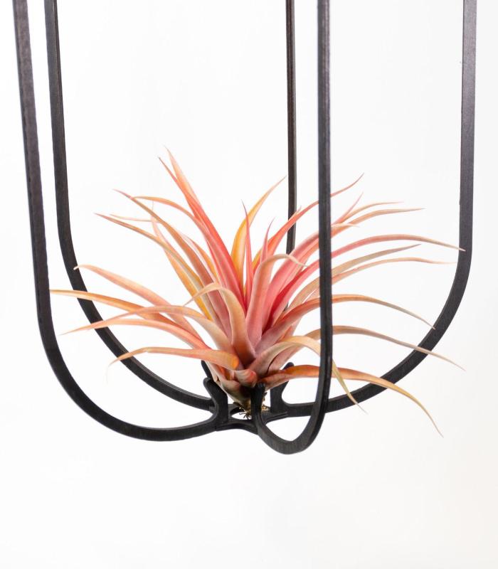 Comprar Planta de aire tillandsia con soporte Colgante Phi XL de madera con luz