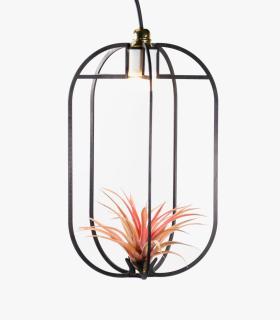 Comprar Planta de aire tillandsia con soporte Pendentif Phi XL en bois avec lumière
