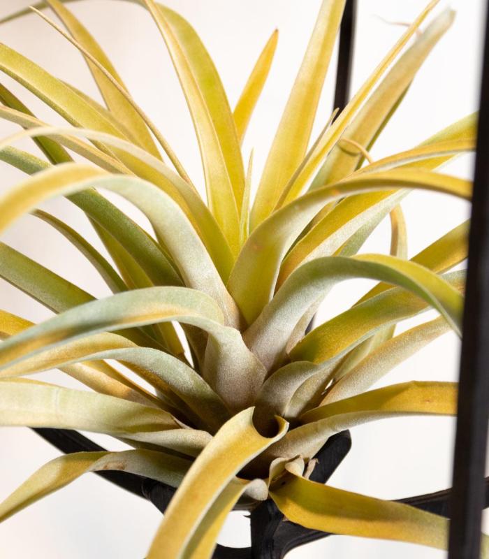 Comprar Planta de aire tillandsia con soporte Colgante Phi XL de madera con luz