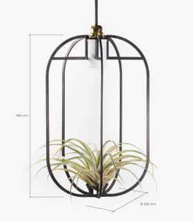 Comprar Planta de aire tillandsia con soporte Pendentif Phi XL en bois avec lumière