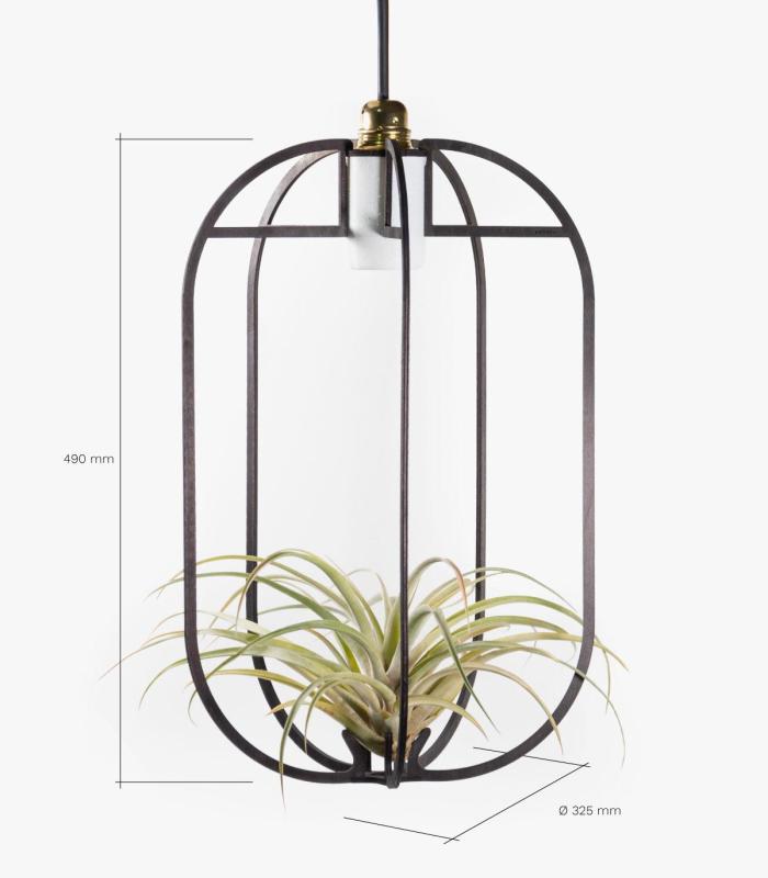 Comprar Planta de aire tillandsia con soporte Pendentif Phi XL en bois avec lumière