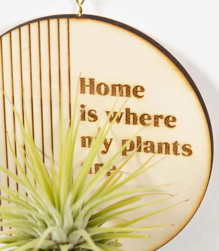 Comprar Planta de aire tillandsia con soporte Pingente de Deram de madeira