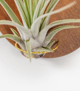 Comprar Planta de aire tillandsia con soporte Wooden Deram pendant