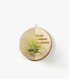 Comprar Planta de aire tillandsia con soporte Ciondolo in Deram in legno