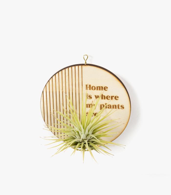 Comprar Planta de aire tillandsia con soporte Deram-Anhänger aus Holz