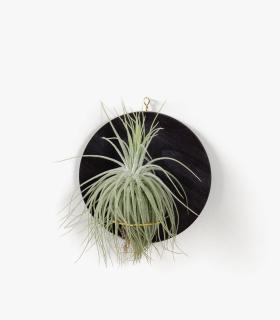 Comprar Planta de aire tillandsia con soporte Wooden Deram pendant