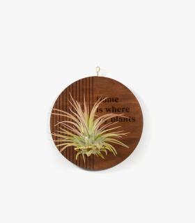 Comprar Planta de aire tillandsia con soporte Colgante Deram de madera