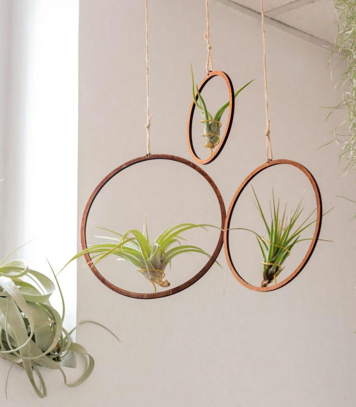 Comprar Planta de aire tillandsia con soporte Colgante aro de madera