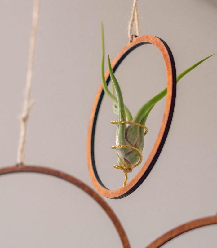 Comprar Planta de aire tillandsia con soporte Ciondolo cerchio in legno