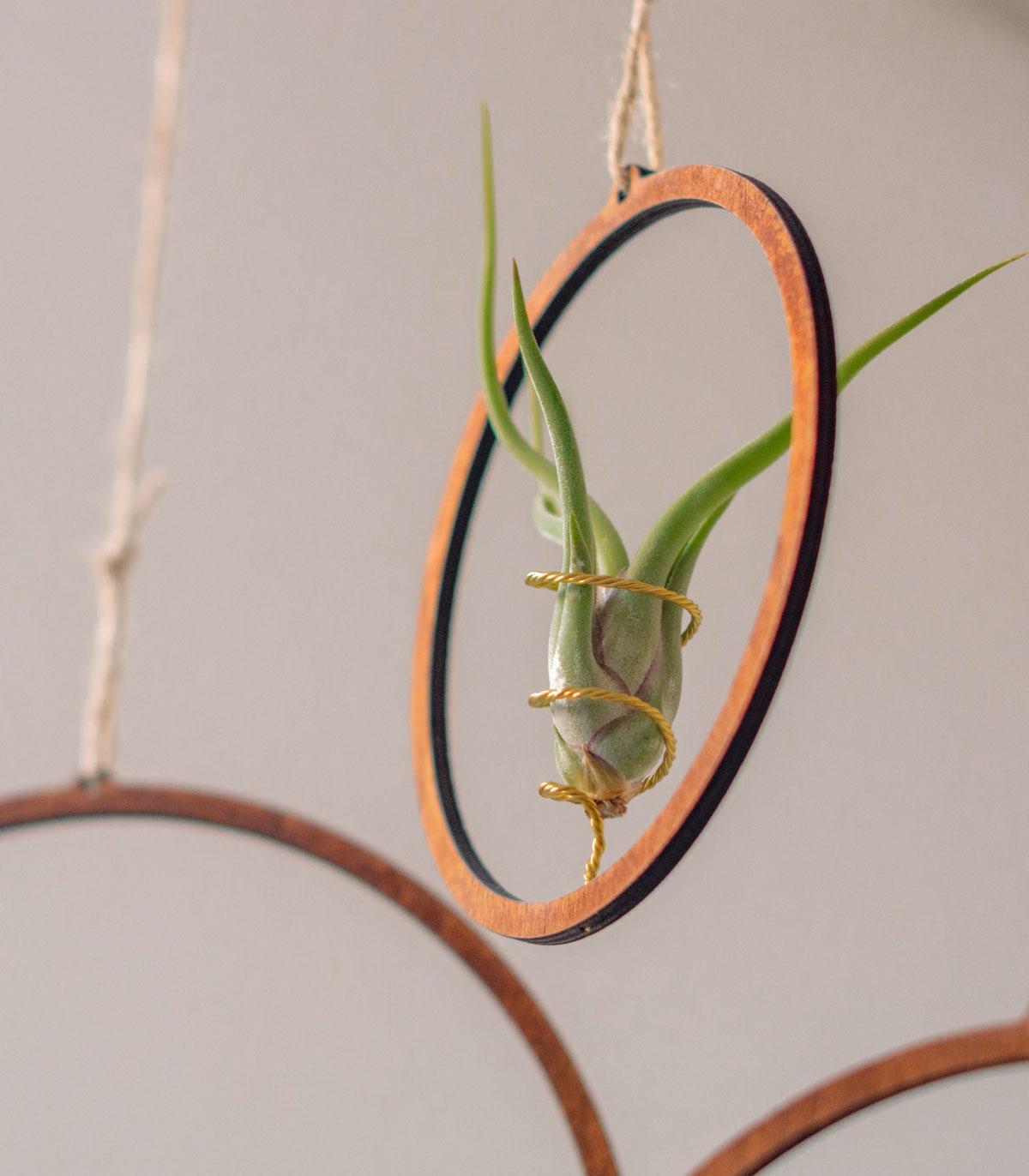 Comprar Planta de aire tillandsia con soporte Wooden hoop pendant