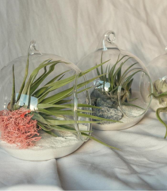 Comprar Planta de aire tillandsia con soporte Terrário Esfer