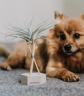 Comprar Planta de aire tillandsia con soporte Hexagone en béton avec tiges et plante Eli