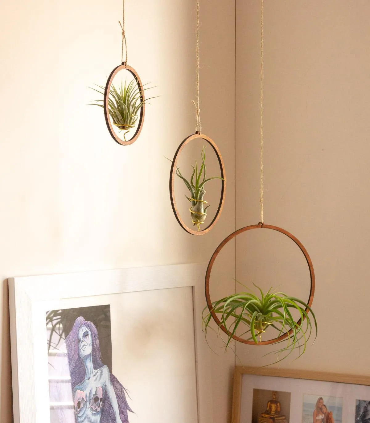 Pack Hanging wooden rings with tillandsia air plant