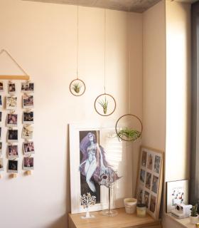 Comprar Planta de aire tillandsia con soporte Pack: Aros de madera con planta Scap, Cam y Vel