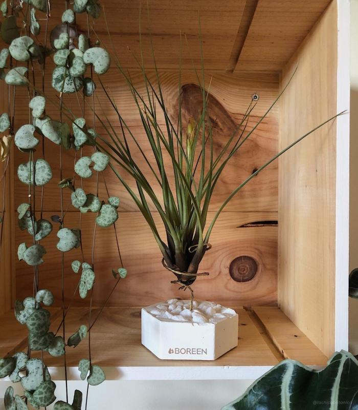 Comprar Planta de aire tillandsia con soporte Hexagone de ciment avec pierres blanches et usine de Tri